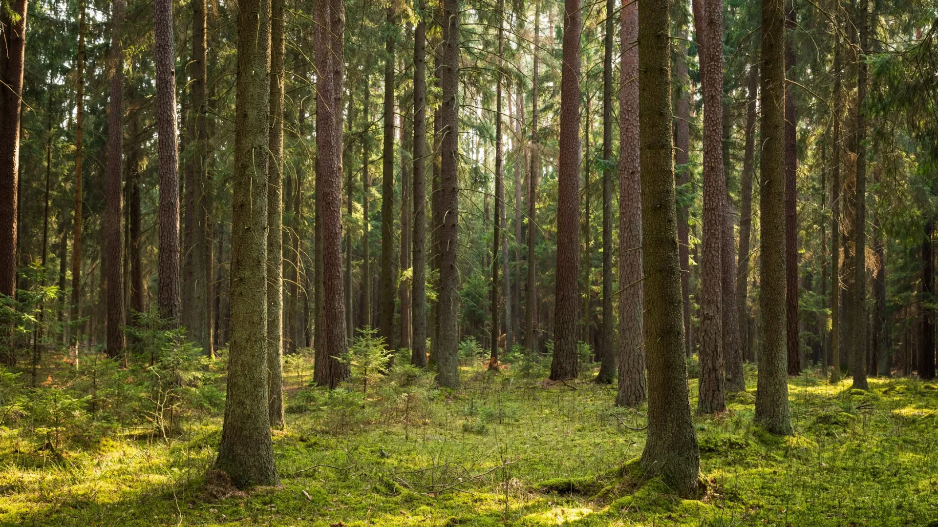 Фото: Szczepan Klejbuk / Shutterstock / Fotodom