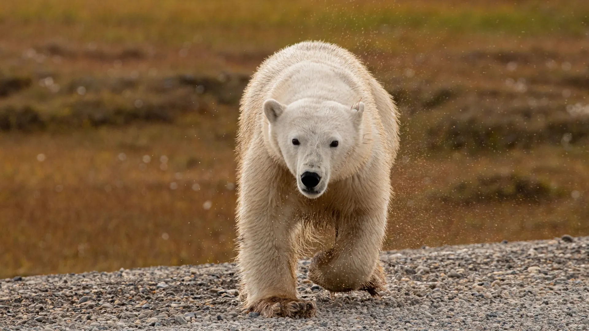 Фото: Bruce R. Allen / Shutterstock / Fotodom