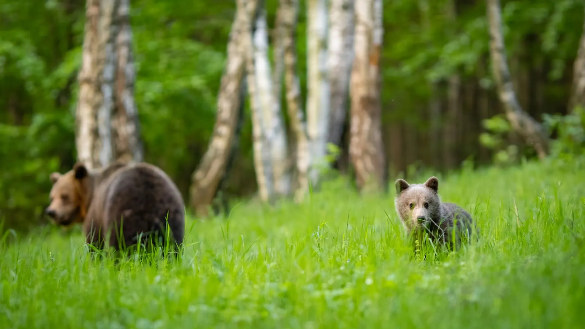 Фото: Branislav Cerven / Shutterstock / Fotodom