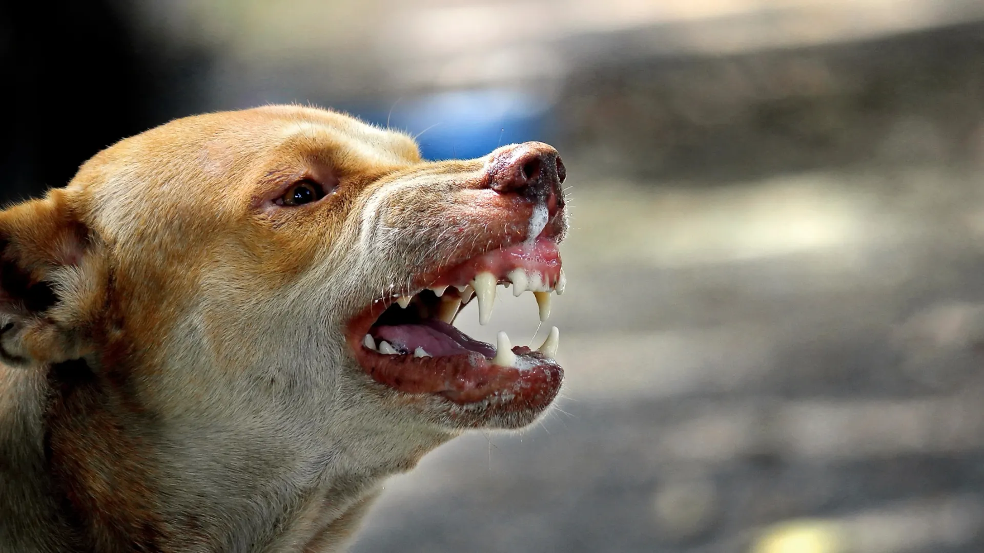 Фото: Mr.Sutun photographer / Shutterstock / Fotodom