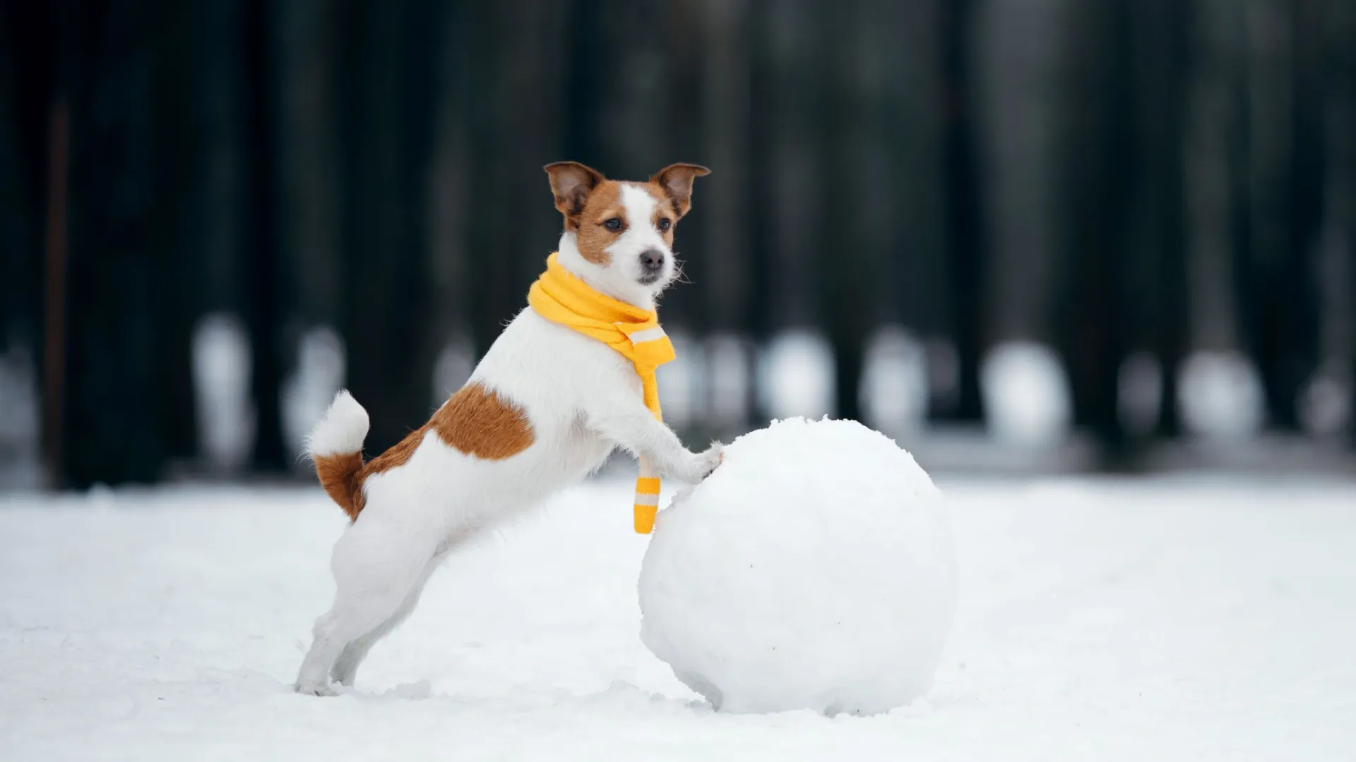 Фото: dezy/Shutterstock/Fotodom