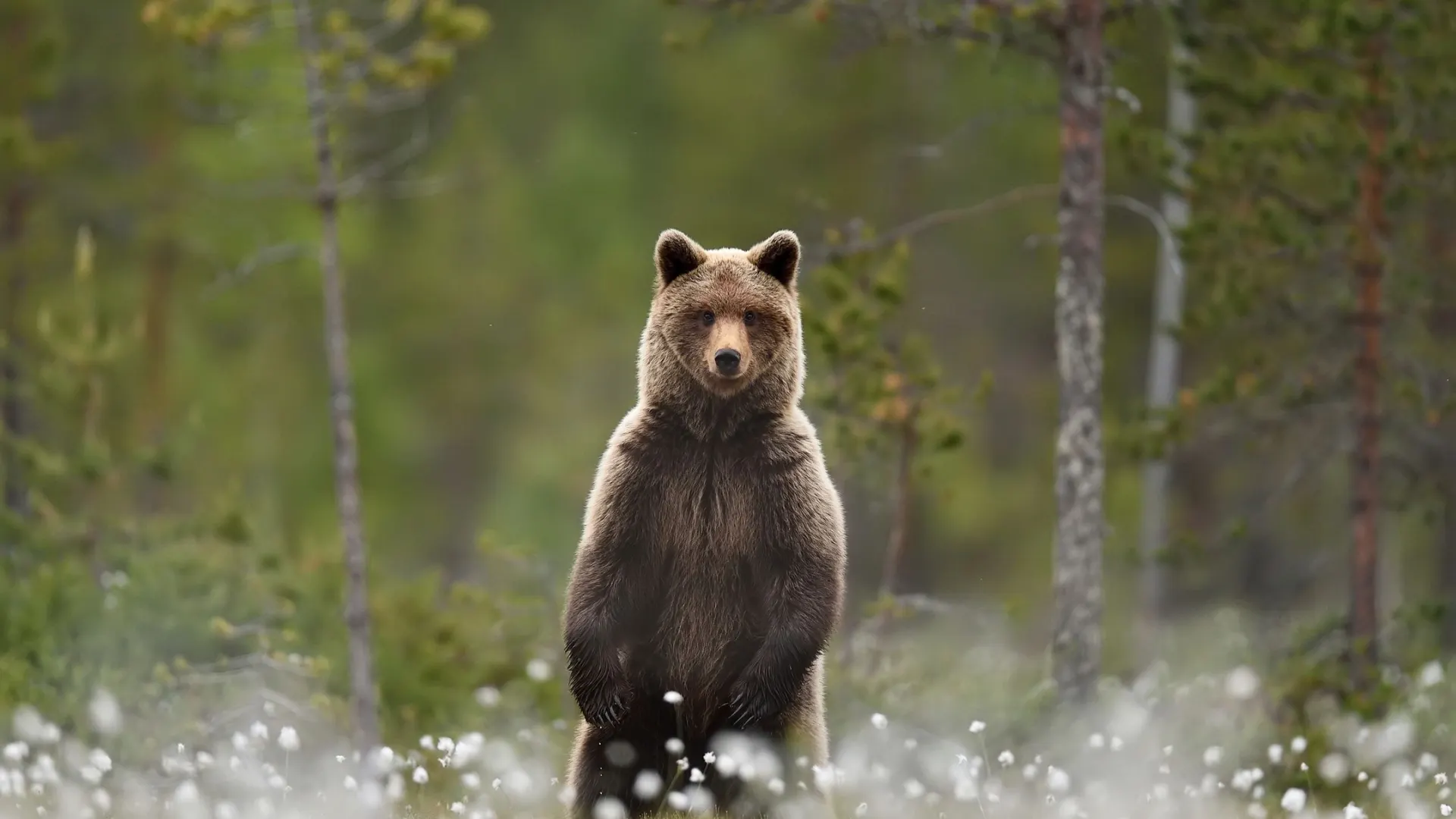 Фото: Erik Mandre / Shutterstock / Fotodom