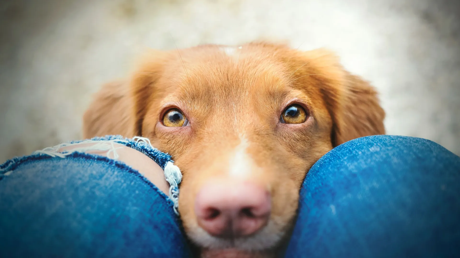 Фото: Zuzanna Paluch / Shutterstock / Fotodom