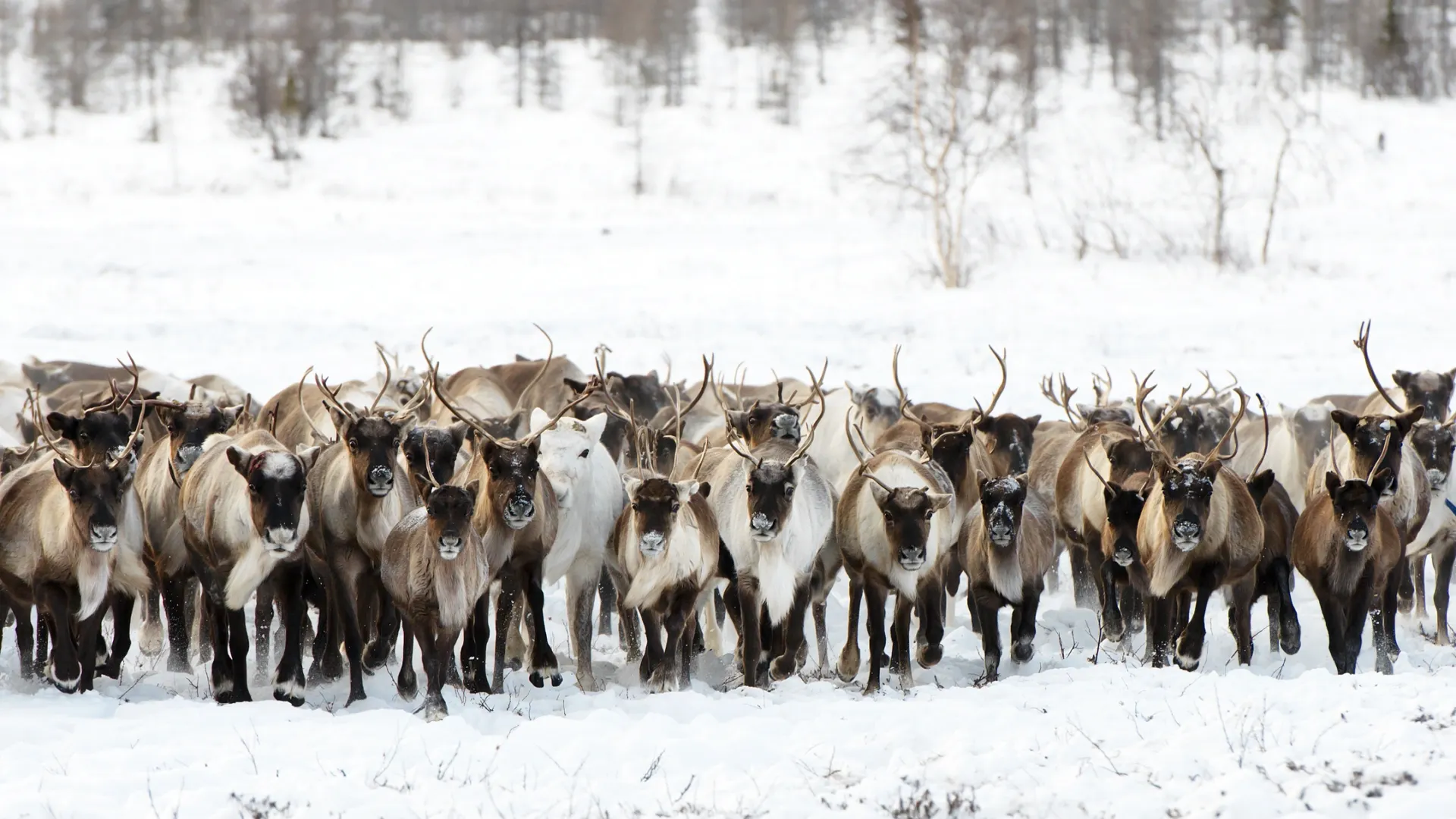 Фото: Longtaildog/Shutterstock/Fotodom