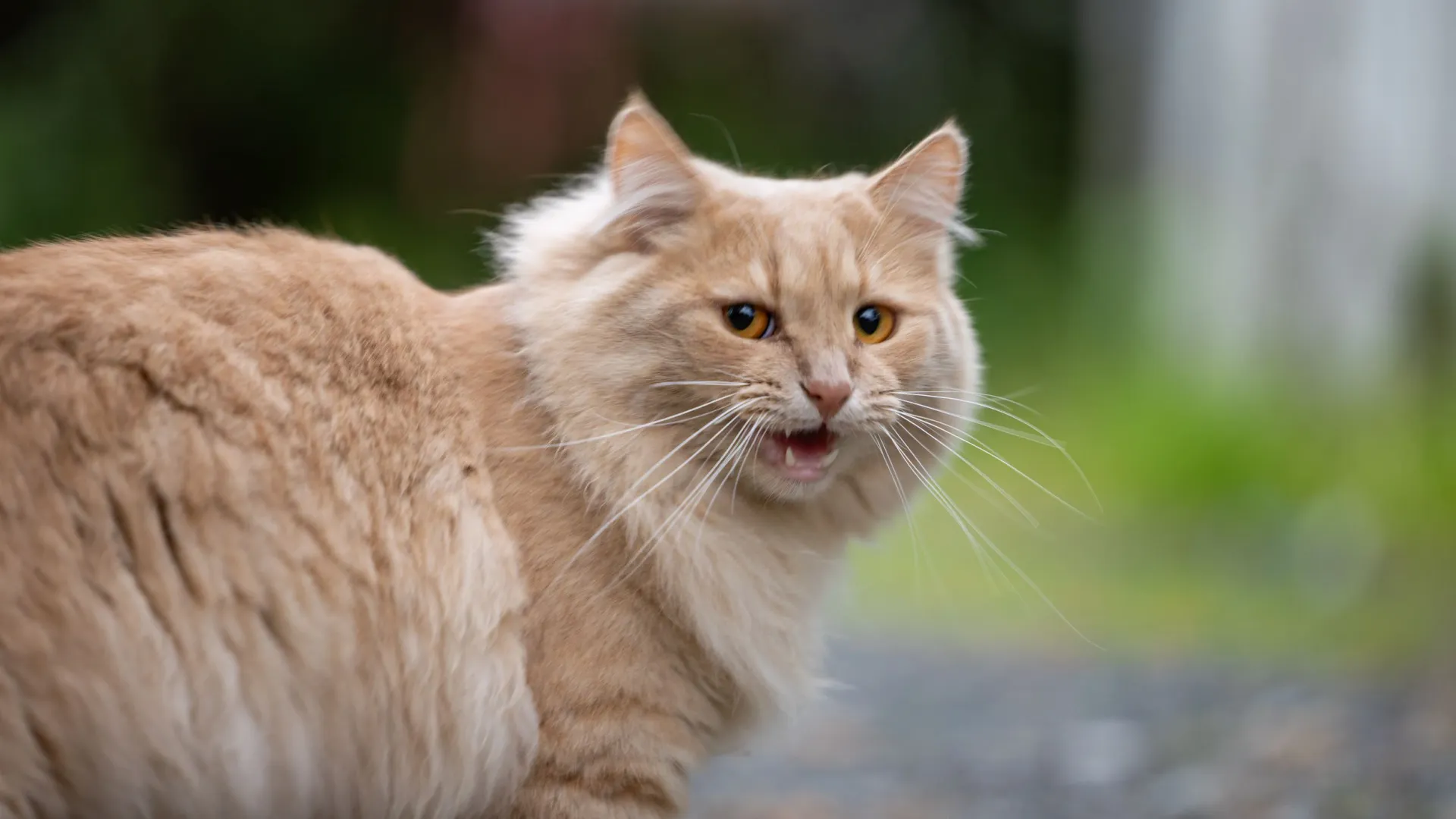 Фото: Федор Воронов / «Ямал-Медиа»