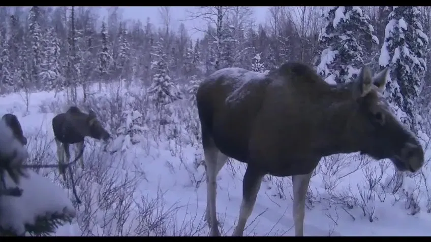 Скриншот видео Александра Молчанова / vk.com/biom89