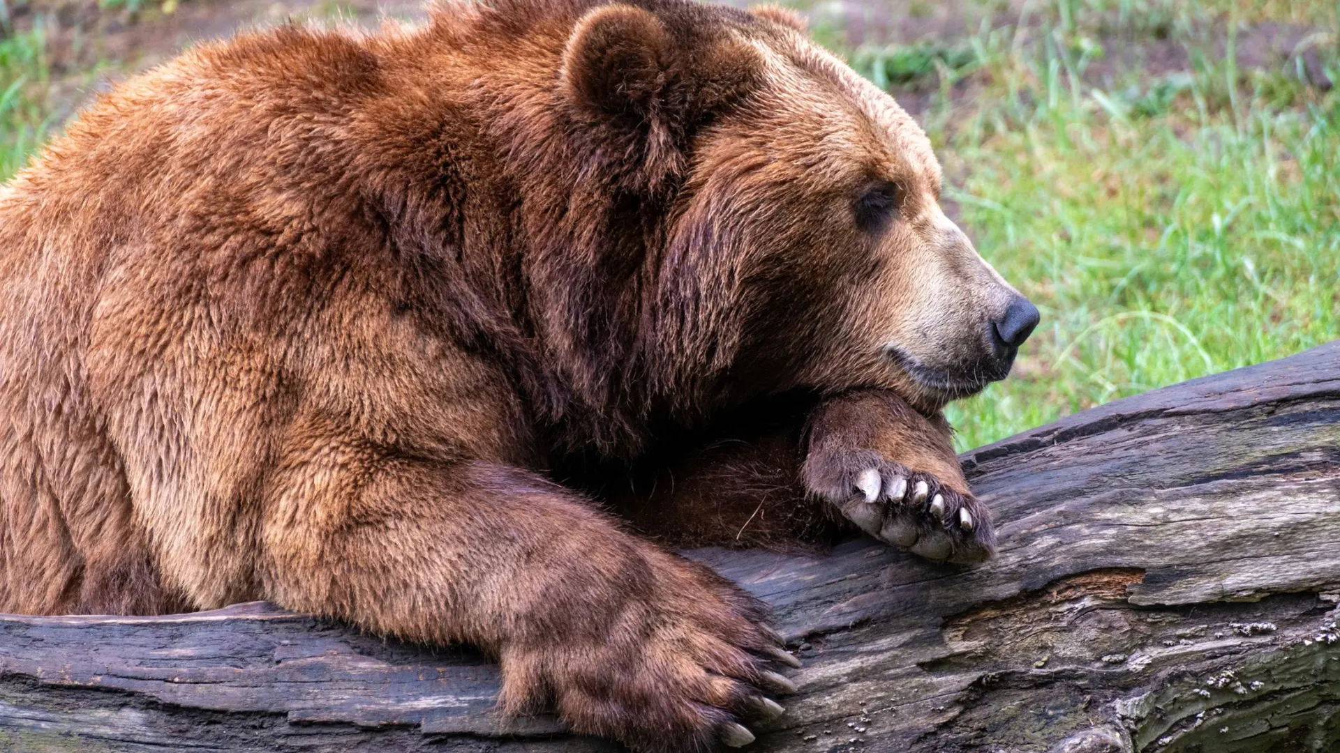 Фото: Andreas Vogel / Shutterstock / Fotodom