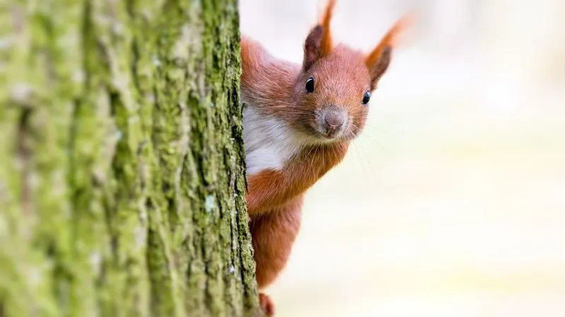 Фото: Svet foto / Shutterstock / Fotodom