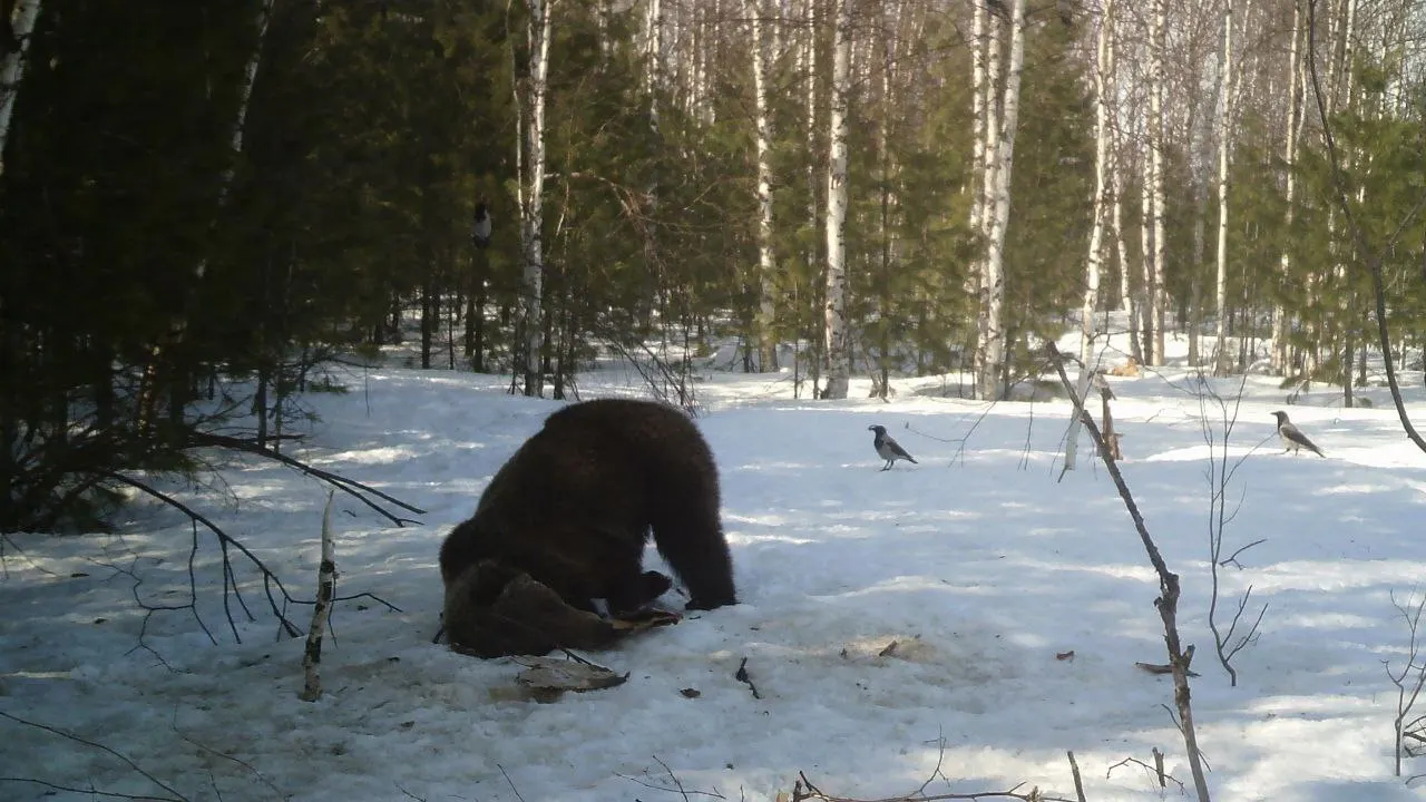 Фото:  Служба по охране биоресурсов ЯНАО