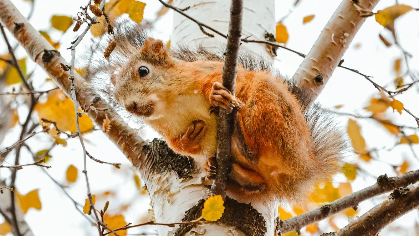 Фото: Василий Петров/«Ямал-Медиа»