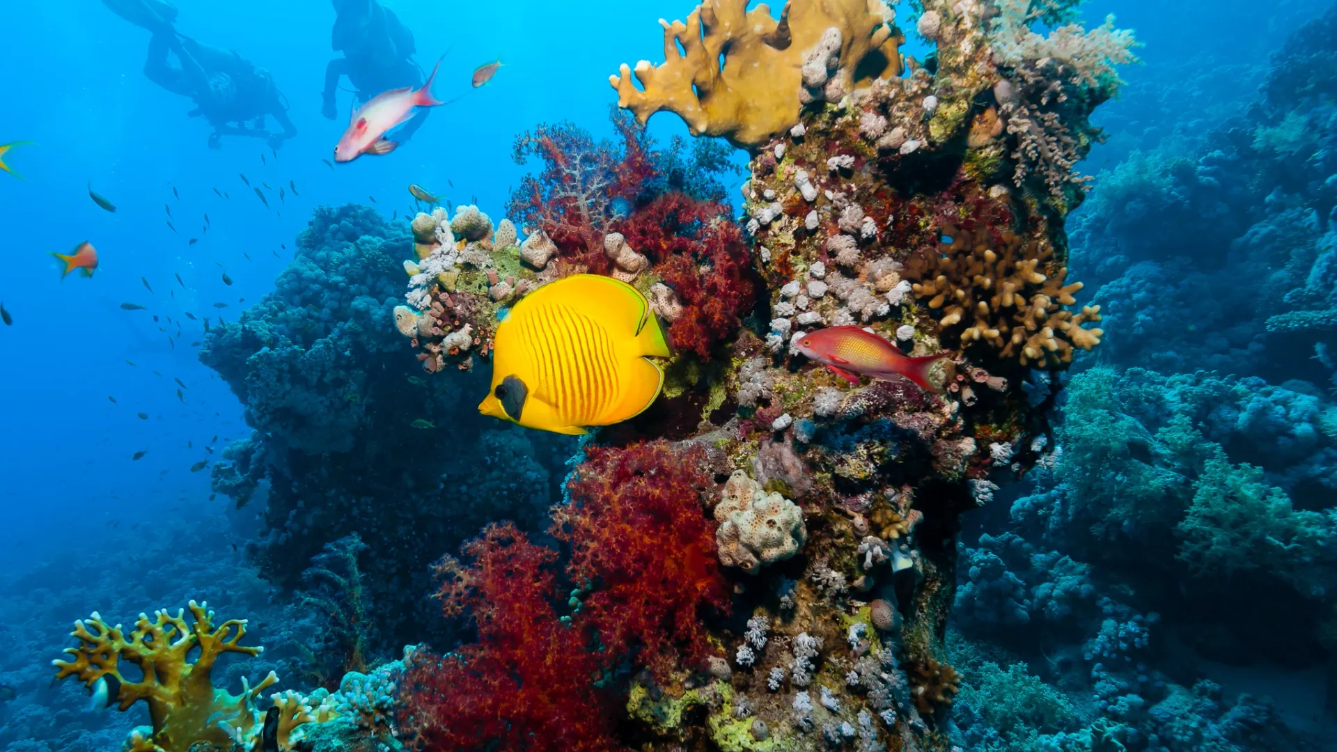 Фото: Richard Whitcombe / Shutterstock / Fotodom
