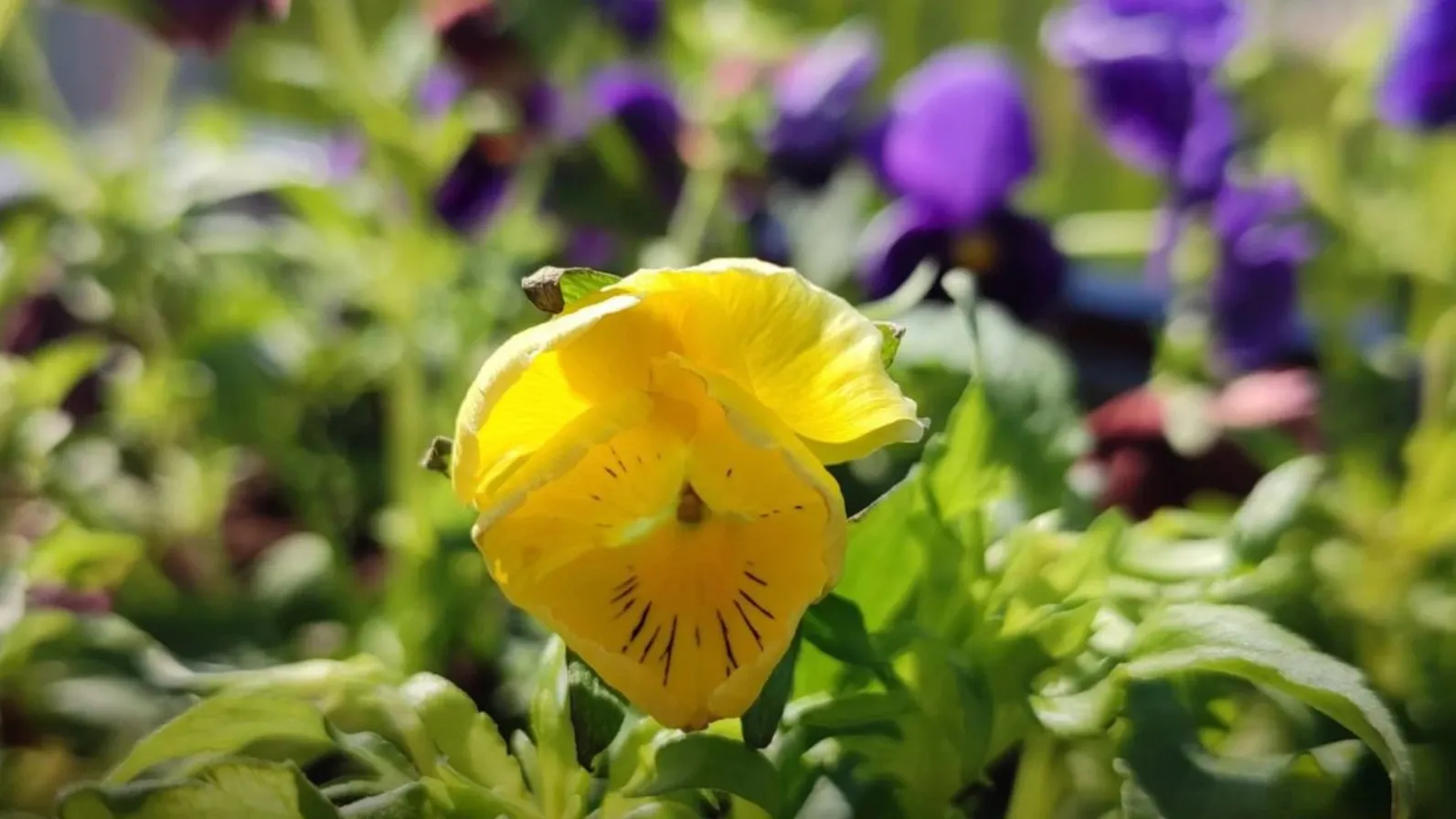 Фото: t.me/puradm