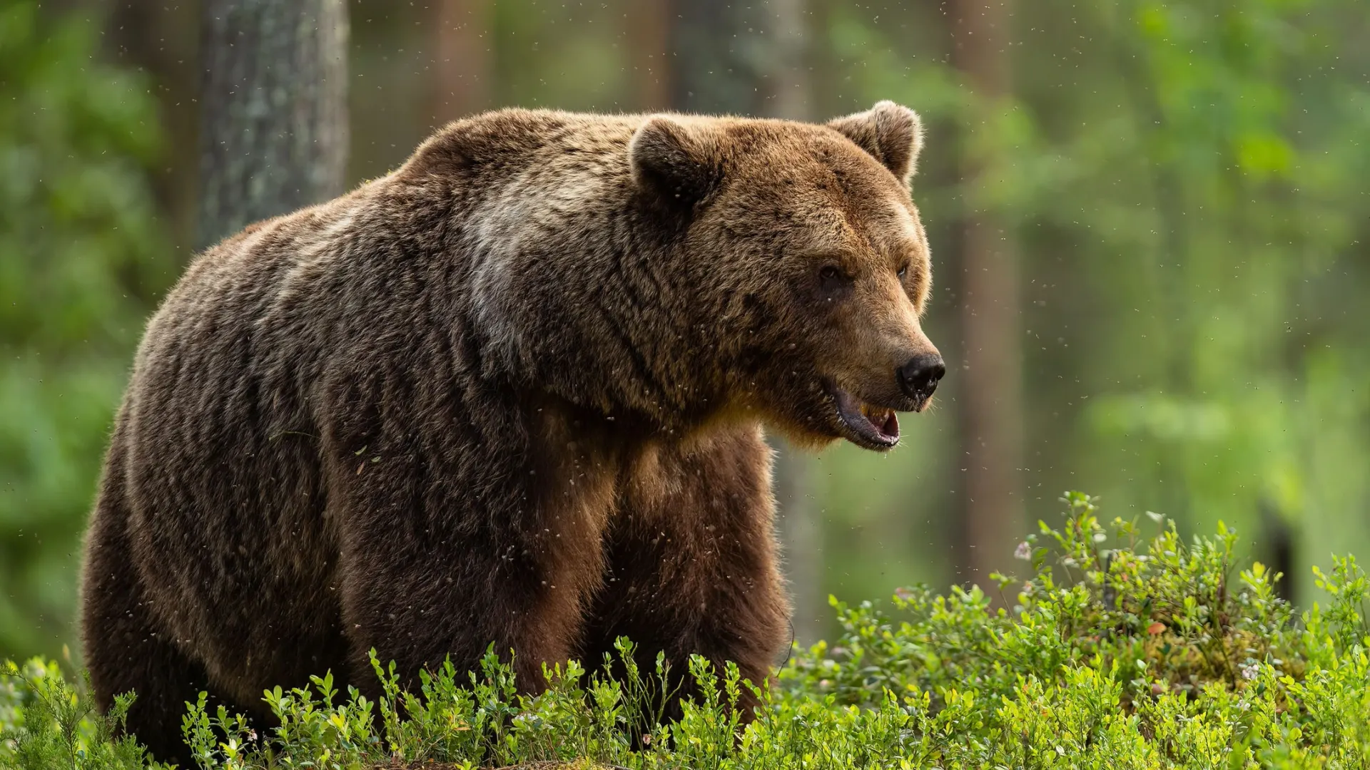 Фото: Erik Mandre/Shutterstock/Fotodom