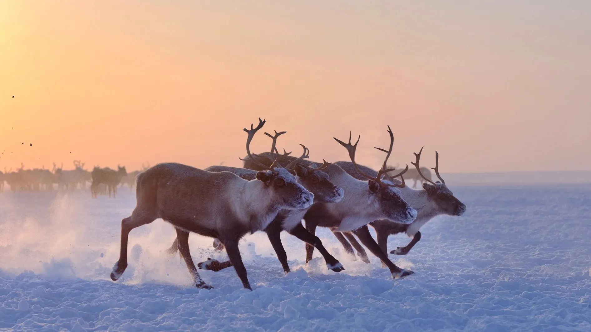Фото: nenets/Shutterstock/Fotodom