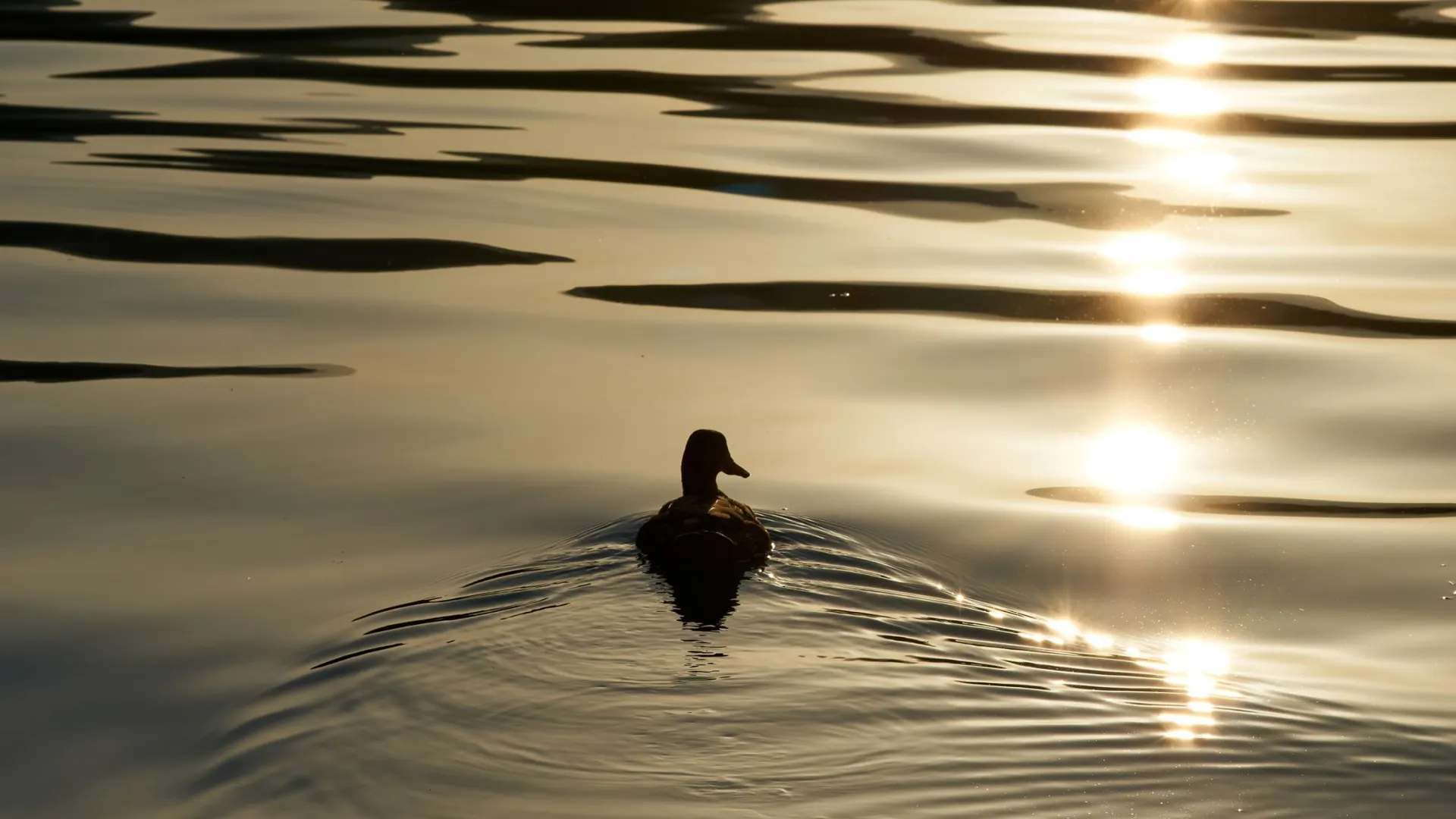 Фото: nadia_if/Shutterstock/Fotodom