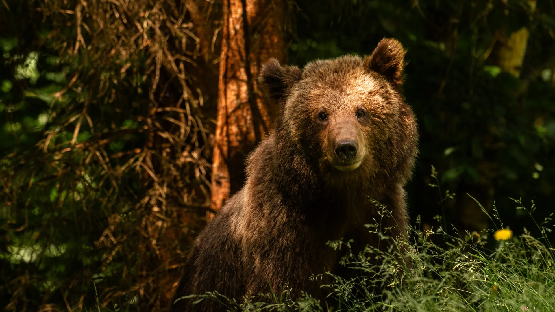 Фото: Kozma 94 / Shutterstock / Fotodom