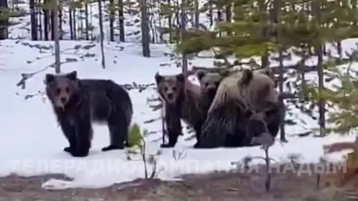 Фото: скриншот видео ТРК Надым