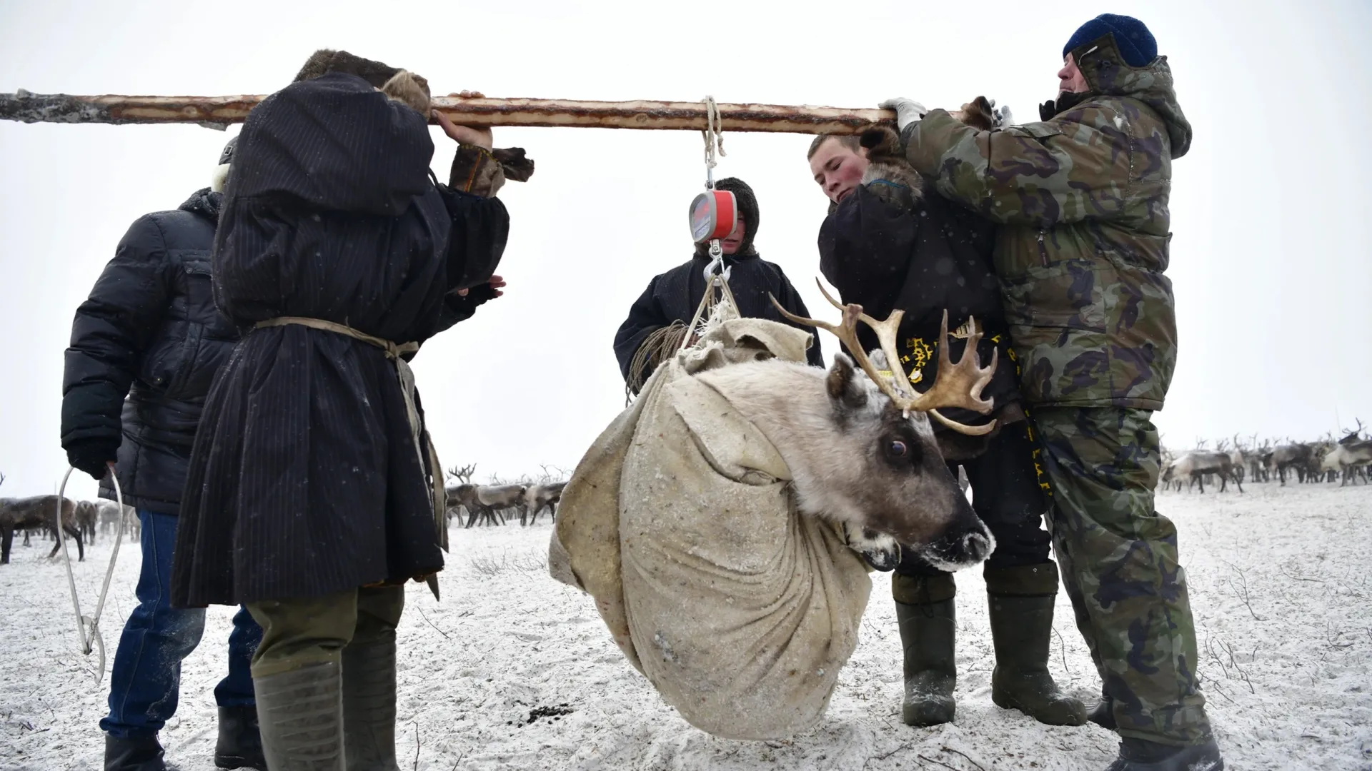 Фото: Андрей Ткачев/«Ямал-Медиа»