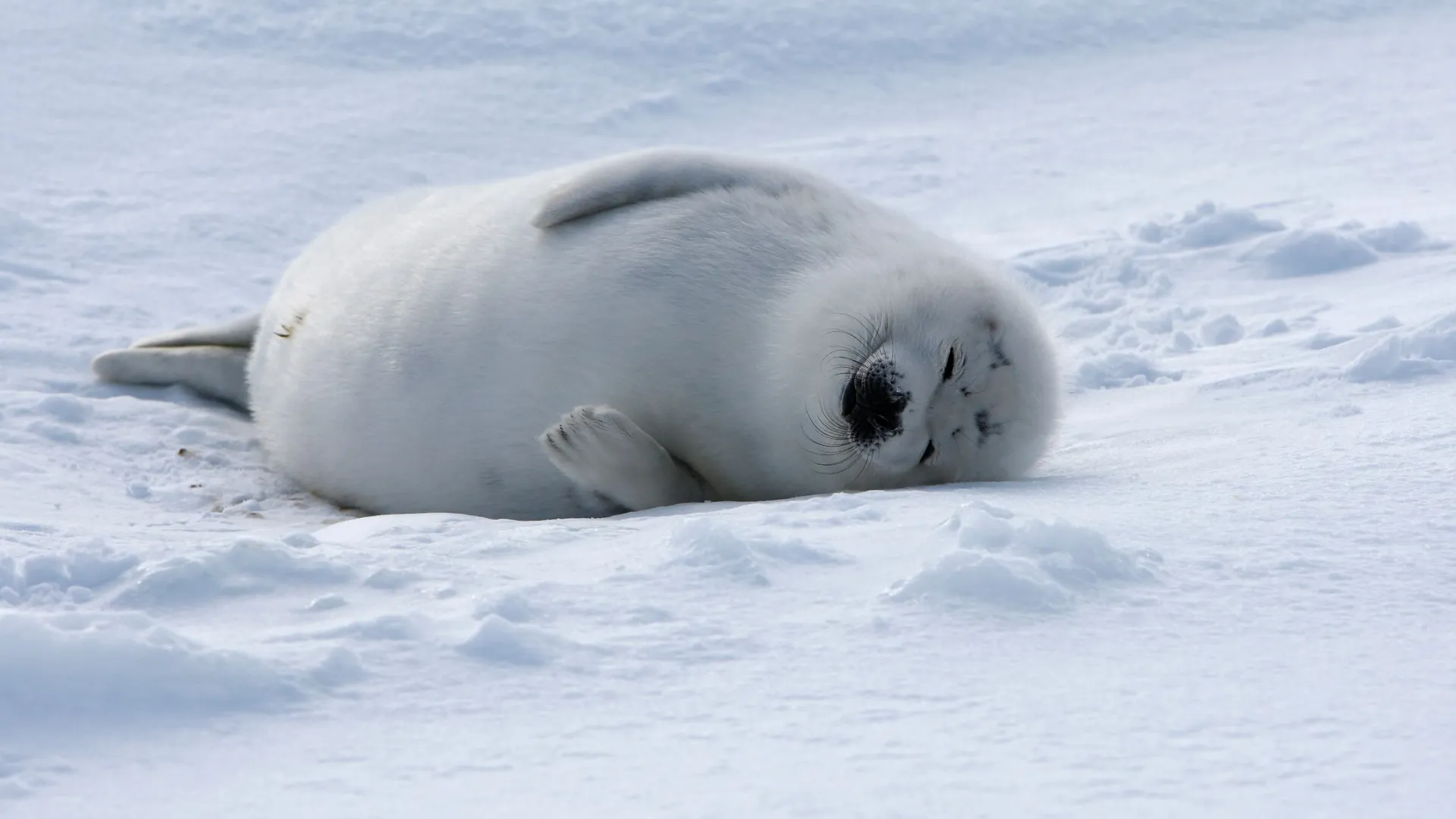 Фото: Baby Harp Seal Magdalen Islands / Shutterstock / Fotodom