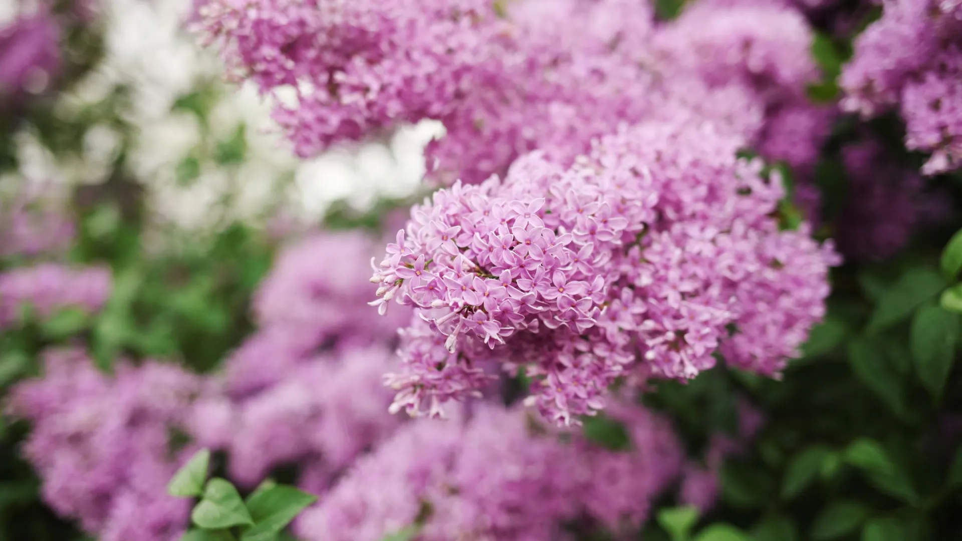 Фото: Kseniia Perminova / Shutterstock / Fotodom