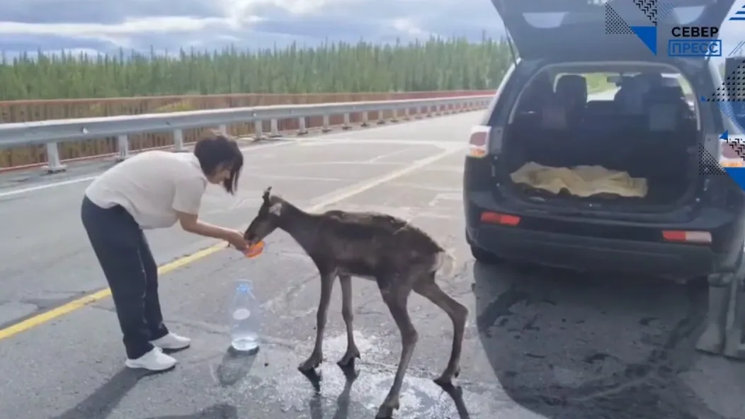 Фото: скриншот видео t.me/sever_press