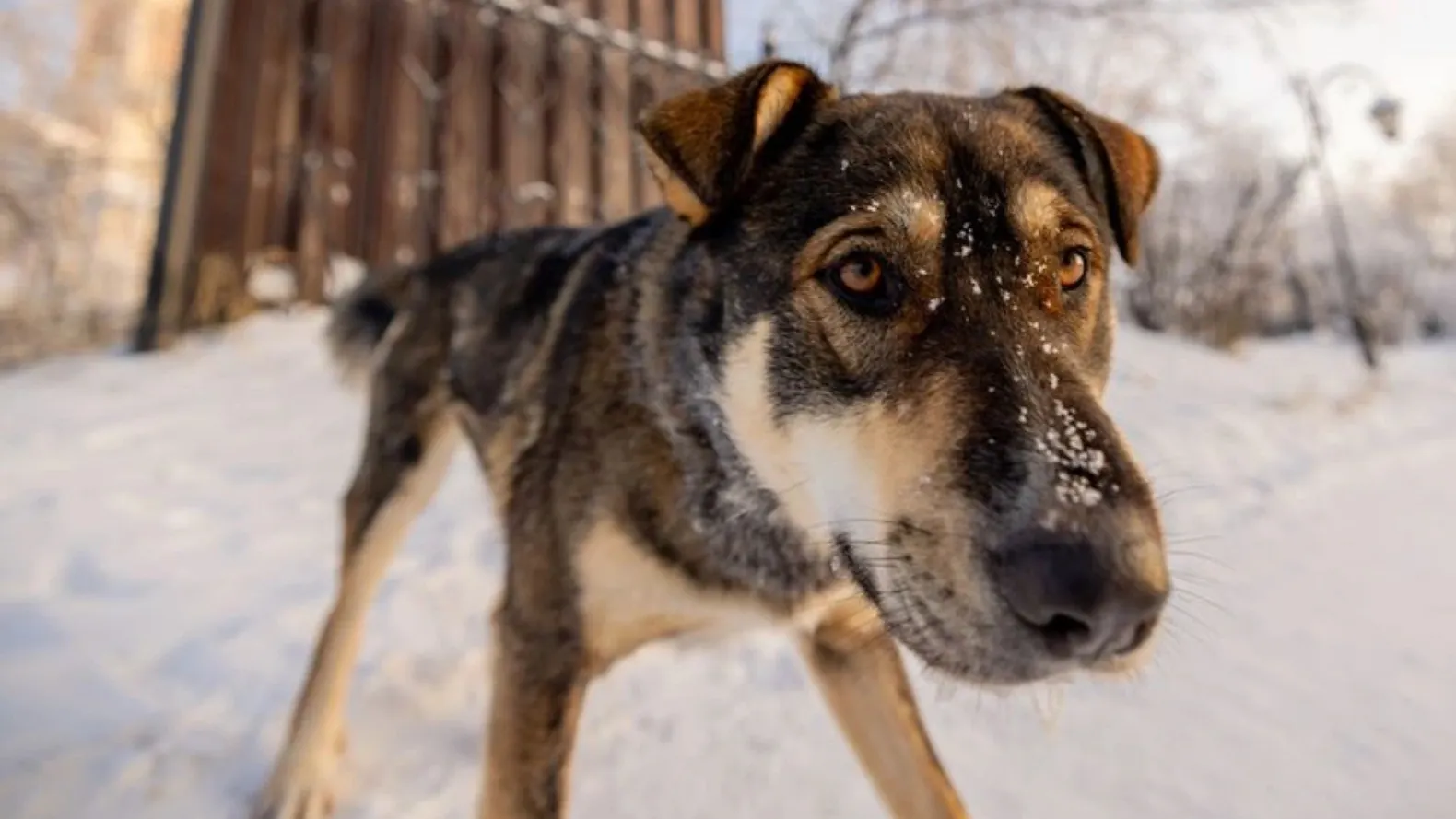Фото: Сергей Зубков / «Ямал-Медиа»