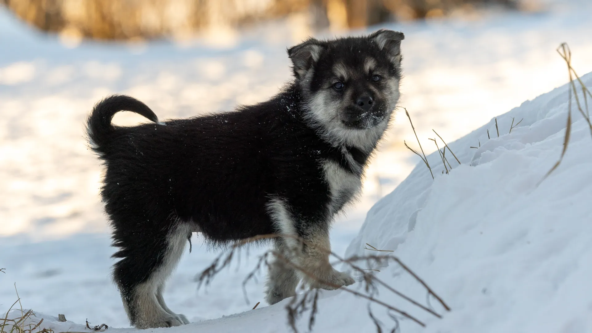 Фото: Федор Воронов / «Ямал-Медиа»