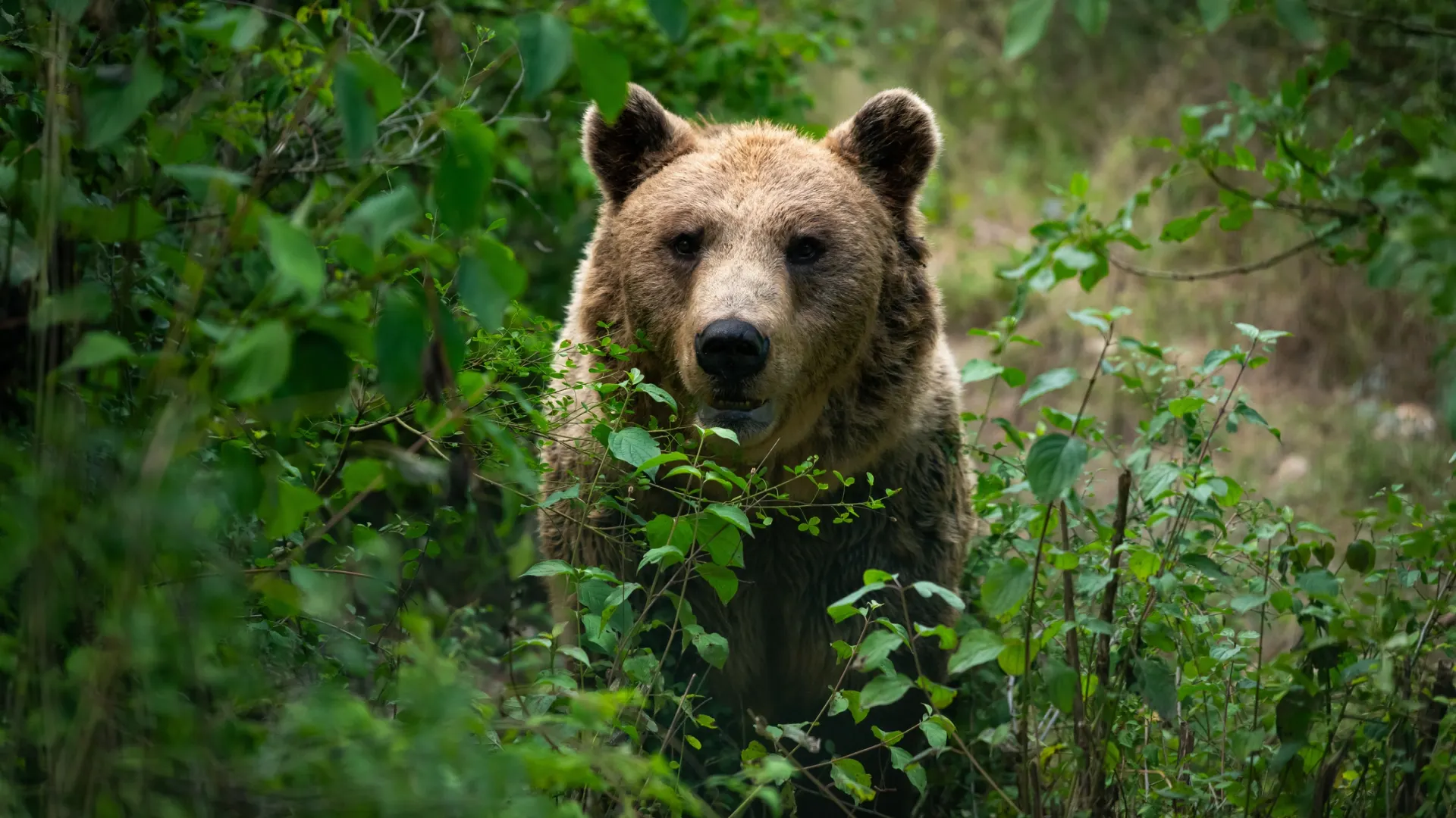Фото: VOJTa Herout / Shutterstock / Fotodom