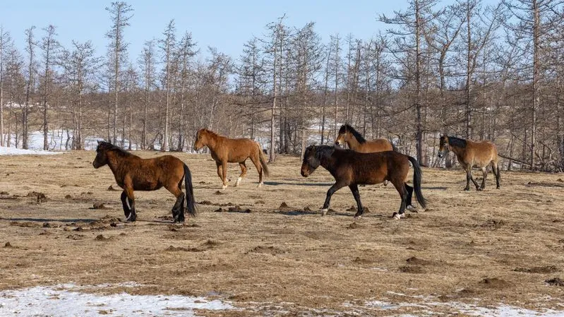 Красная книга помогает сохранить редкие виды животных на Ямале. Фото: Федор Воронов /«Ямал-Медиа»