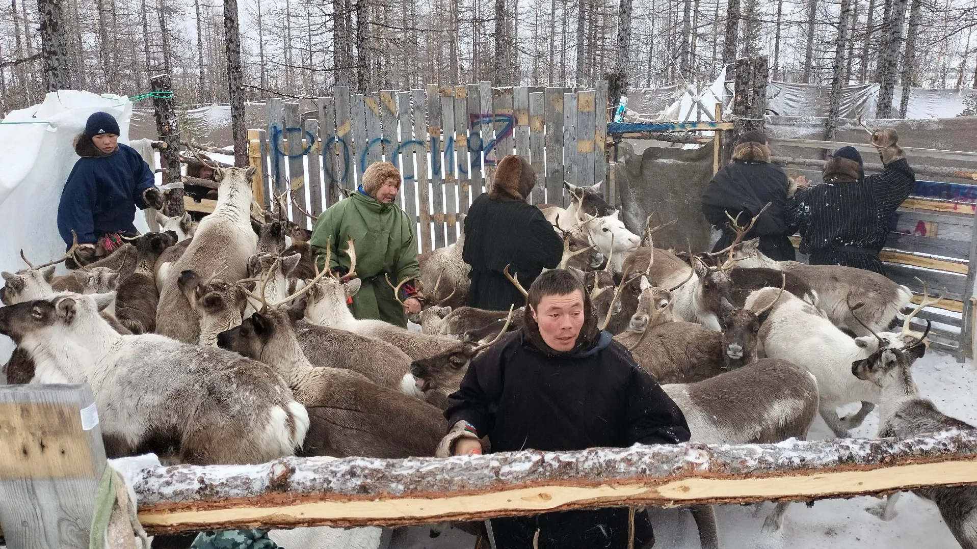 Фото: Владимир Ганчерко/"Ямал-Медиа"