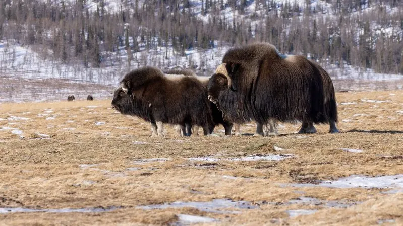Фото: Федор Воронов / «Ямал-Медиа»