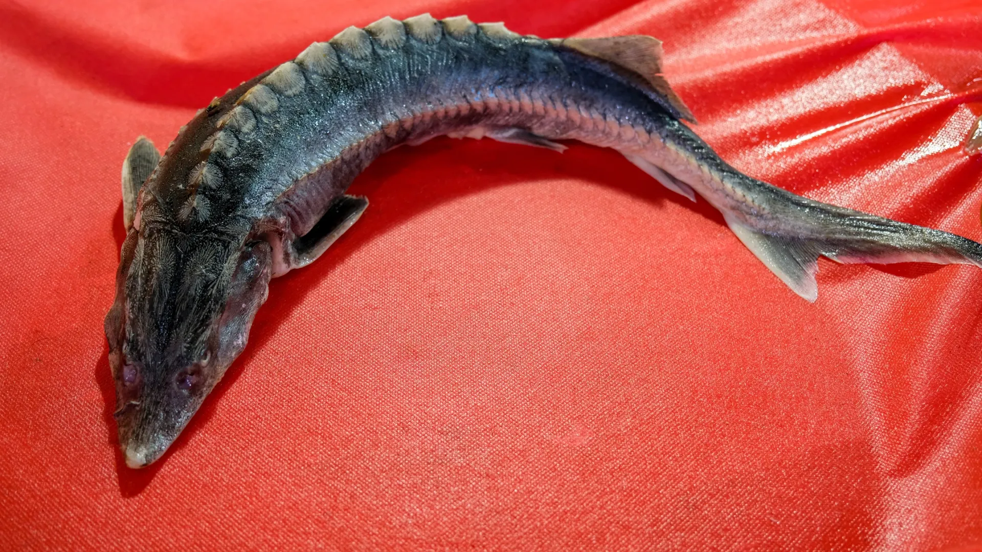 Фото: Hvarts/Shutterstock/Fotodom