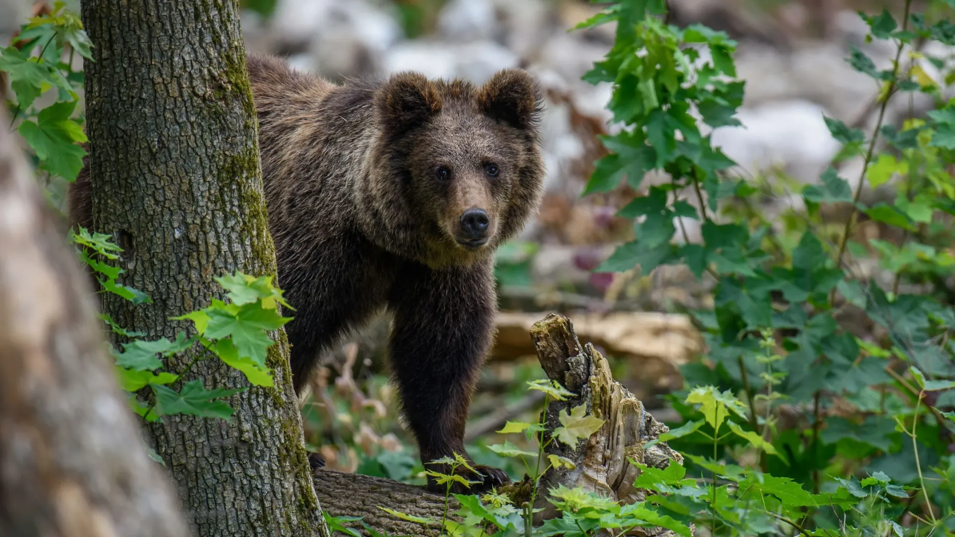 Бурый медведь показал свое видение в съемках дикой природы. Фото: Volodymyr Burdiak / Shutterstock / Fotodom