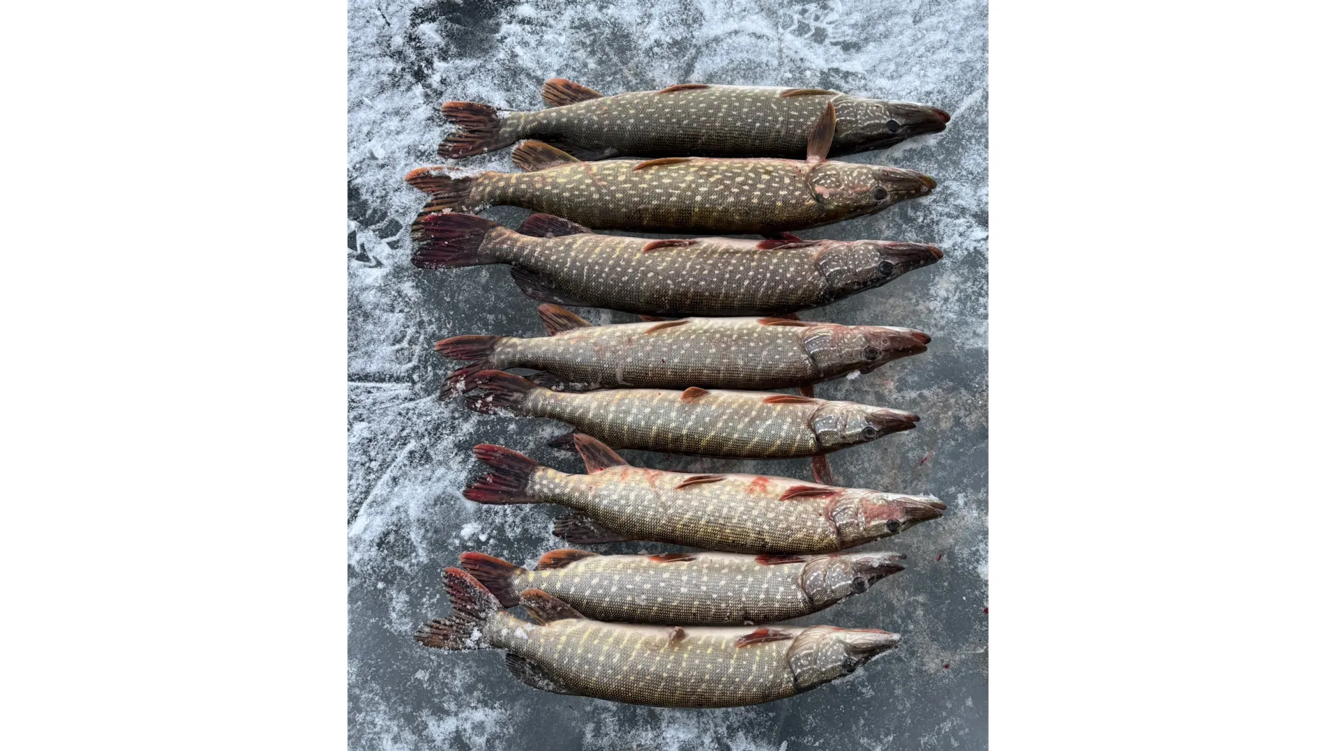 Фото: Максим Шинкаренко / vk.com/ribalka0289