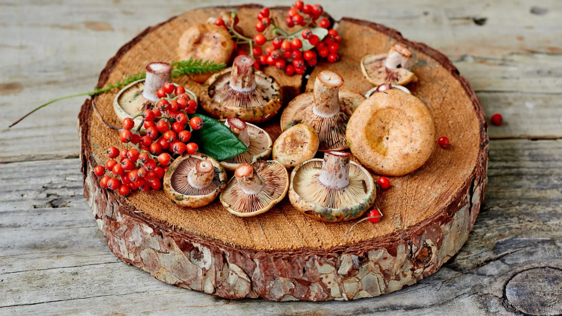 Фото: Сomeirrez/Shutterstock/Fotodom