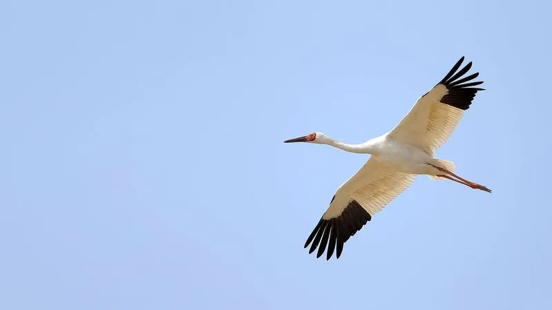 Фото: Wang LiQiang / Shutterstock / Fotodom