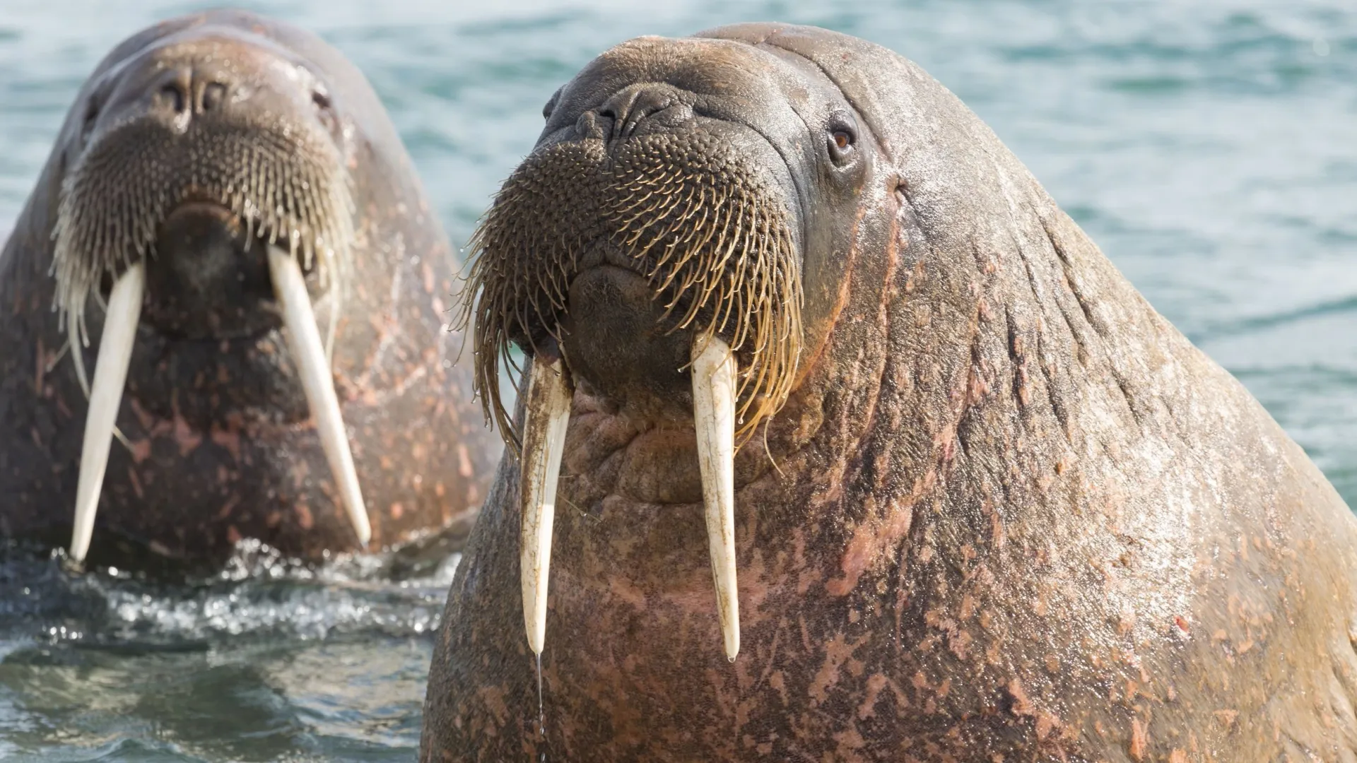 Ученым удалось записать «переговоры» моржей под водой. Фото:  ManoloSama/Shutterstock/Fotodom