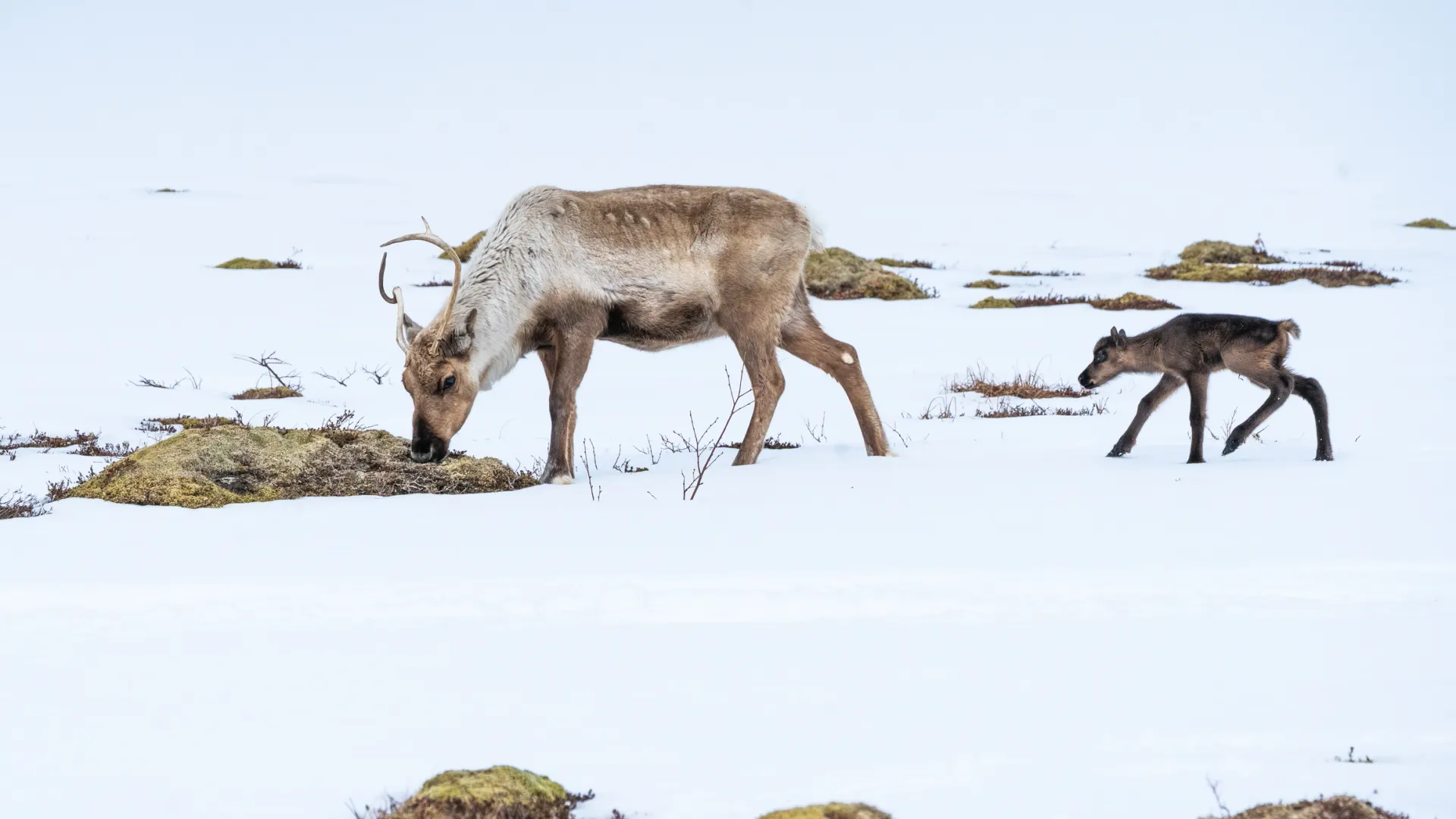 Фото: V. Belov / Shutterstock / Fotodom