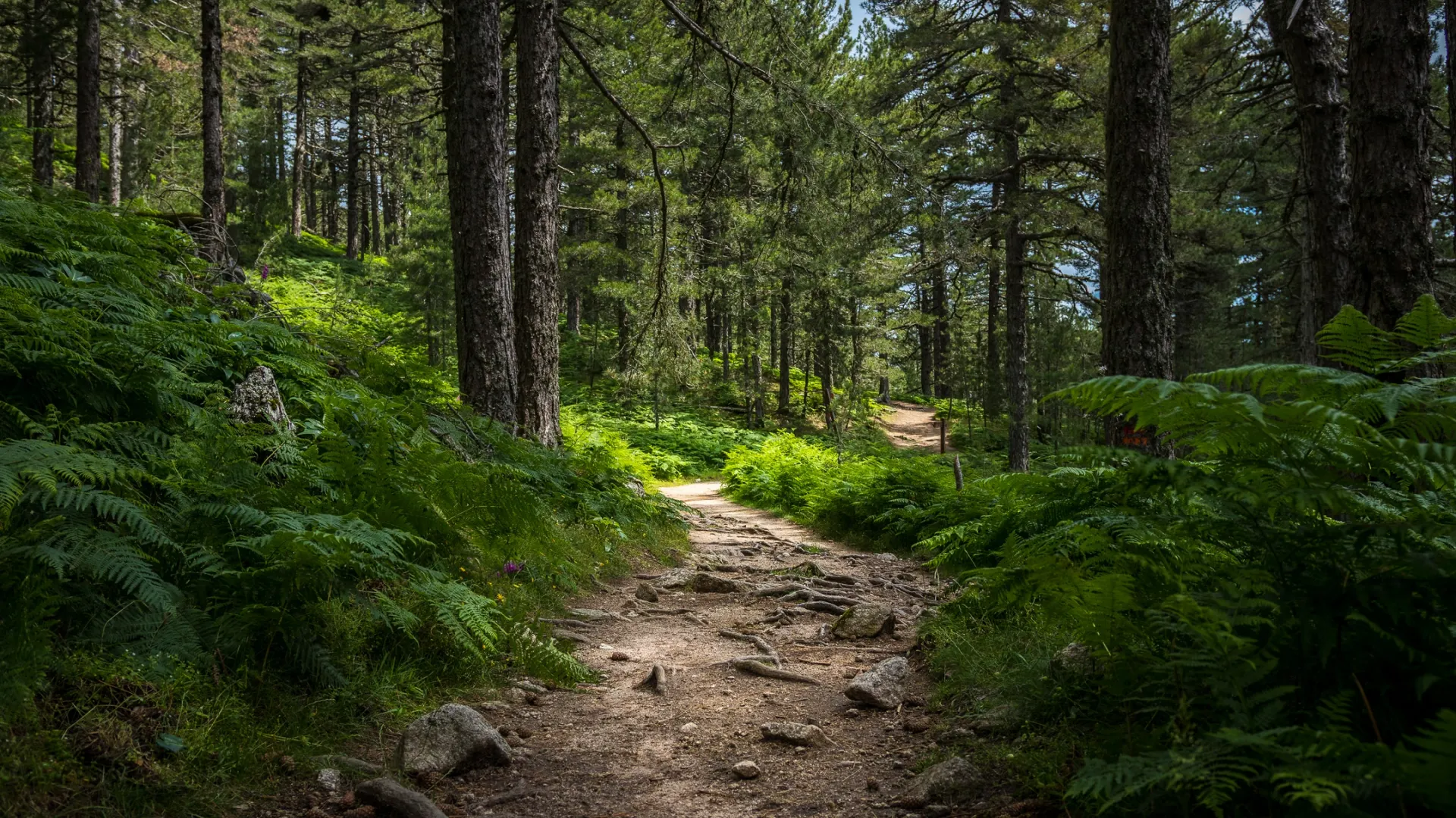 Фото: Ondrej Zeleznik/Shutterstock/Fotodom