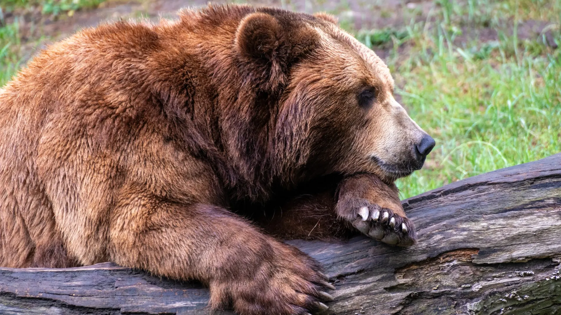 Фото: Andreas Vogel / Shutterstock / Fotodom