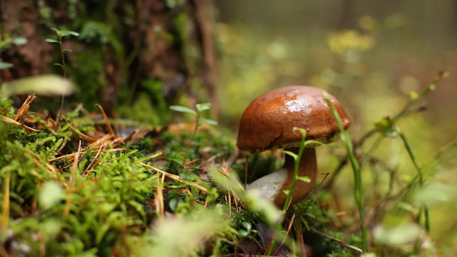 Фото: Morta Mikutyte / Shutterstock / Fotodom