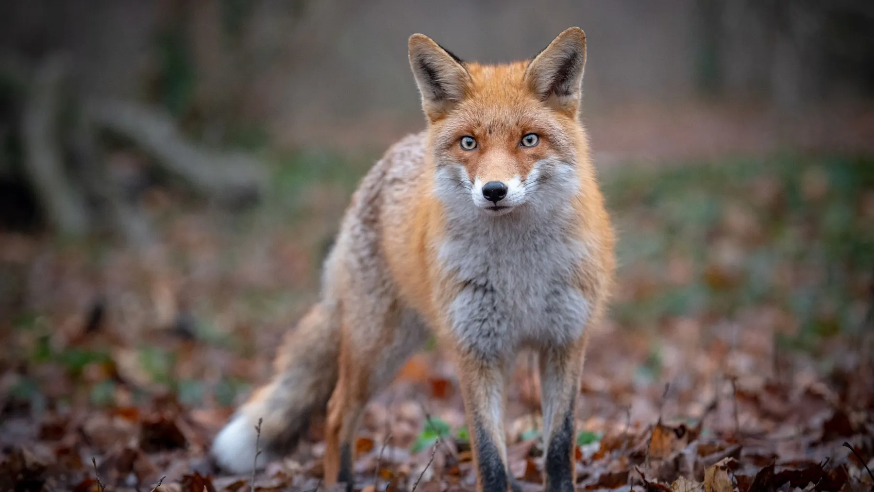 Фото: Nino Weg/Shutterstock/Fotodom