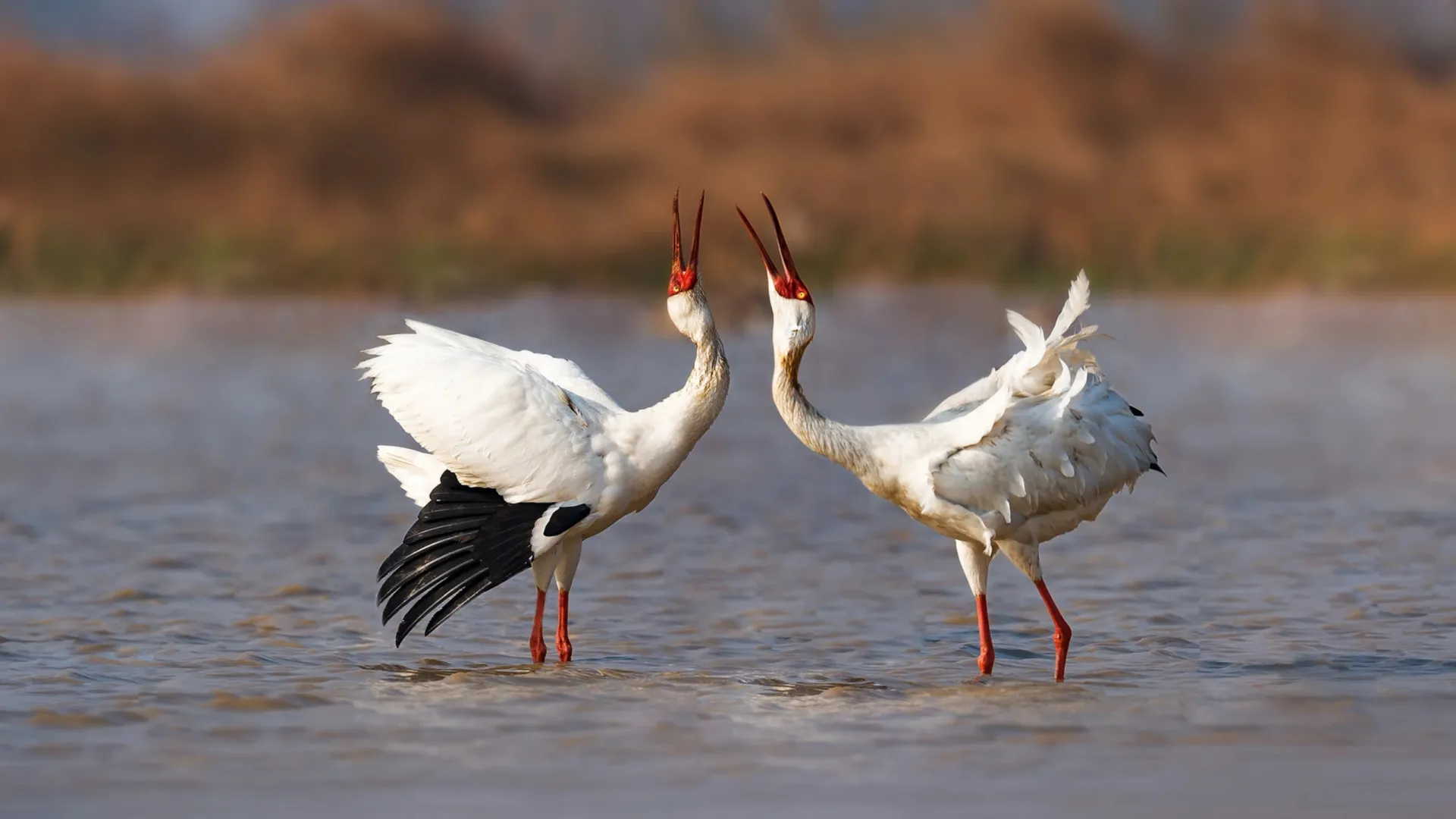 Фото: Wang LiQiang / Shutterstock / Fotodom