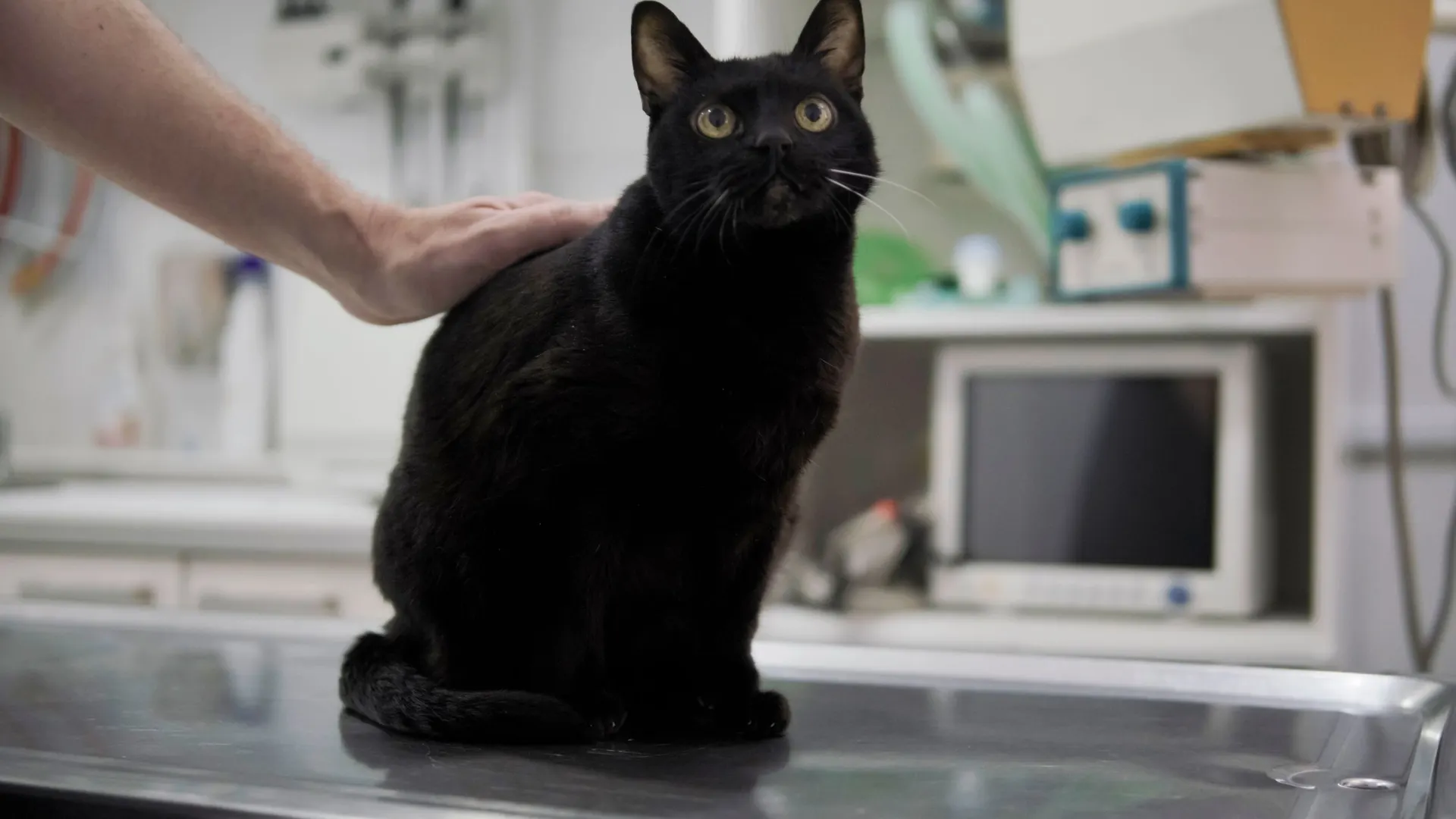 Фото: DondykRiga/Shutterstock/Fotodom