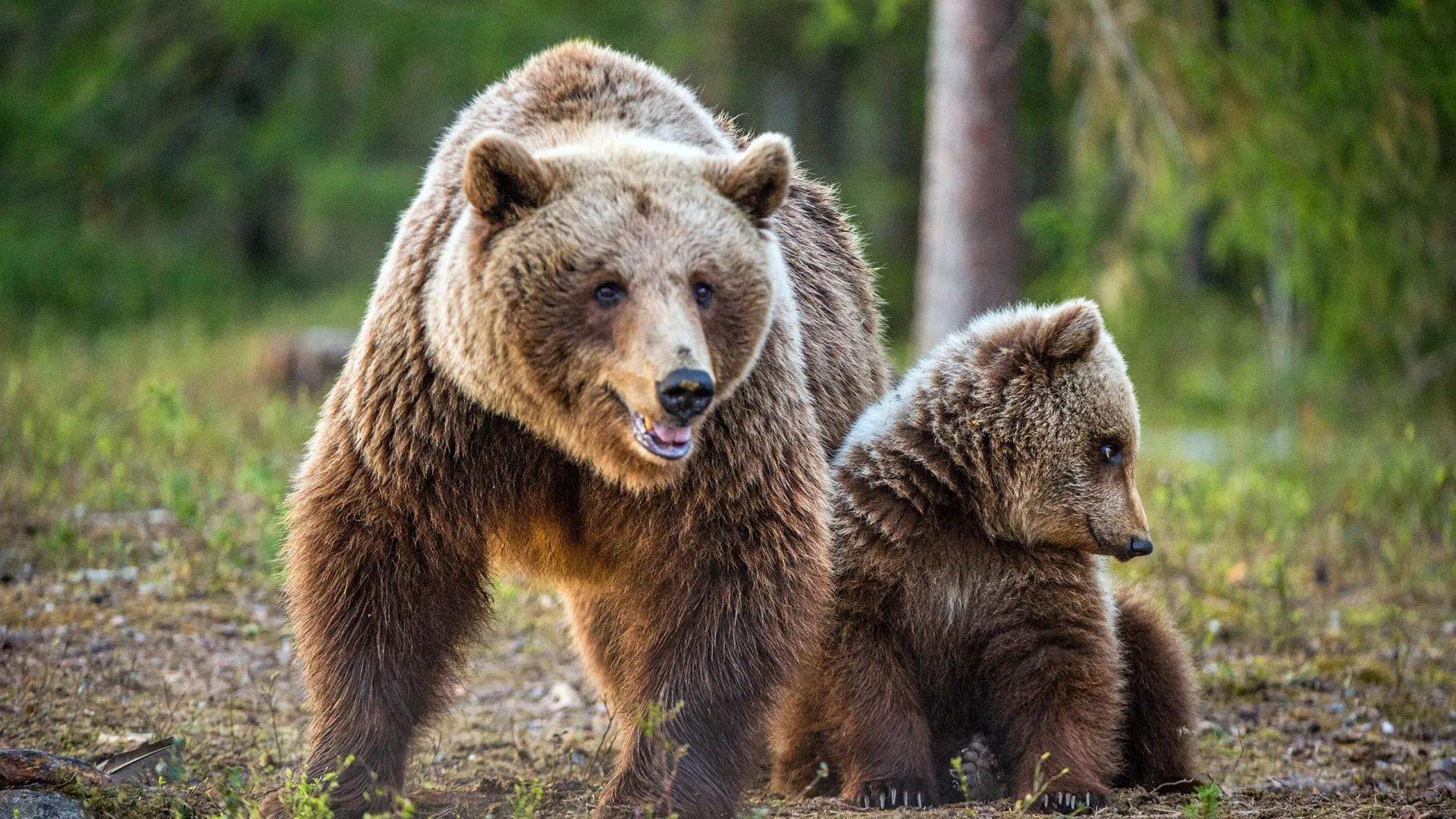 Фото: Sergey Uryadnikov / Shutterstock / Fotodom