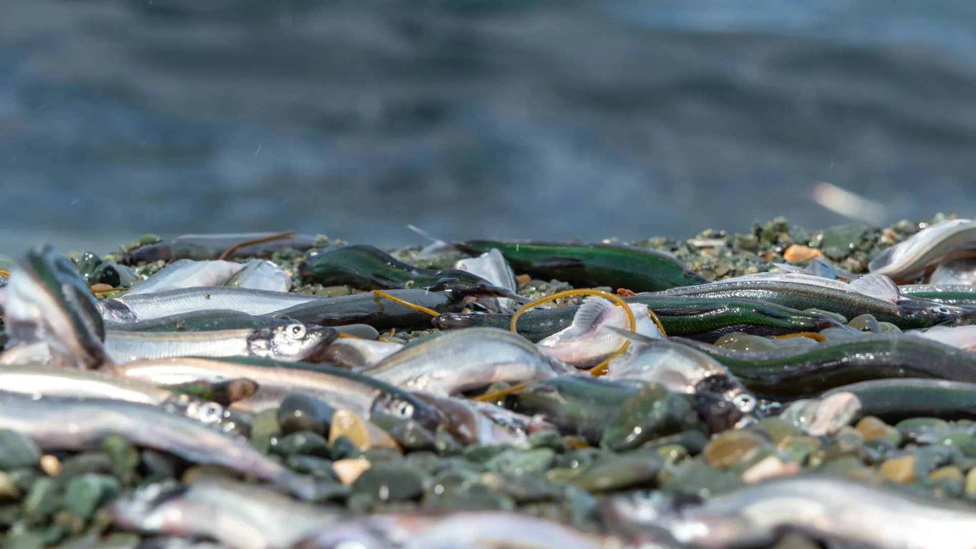 Фото: Dolores M. Harvey / Shutterstock / Fotodom