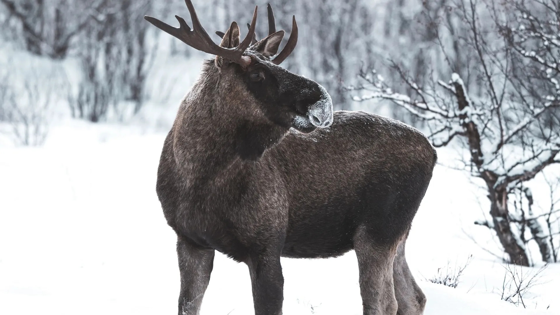 Фото: Dimitri Tymchenko / Shutterstock / Fotodom