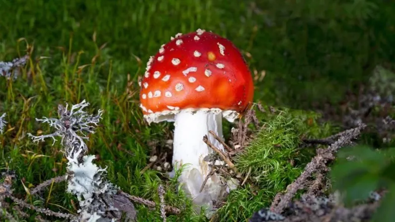 Фото: Tintila Corina / Shutterstock / Fotodom