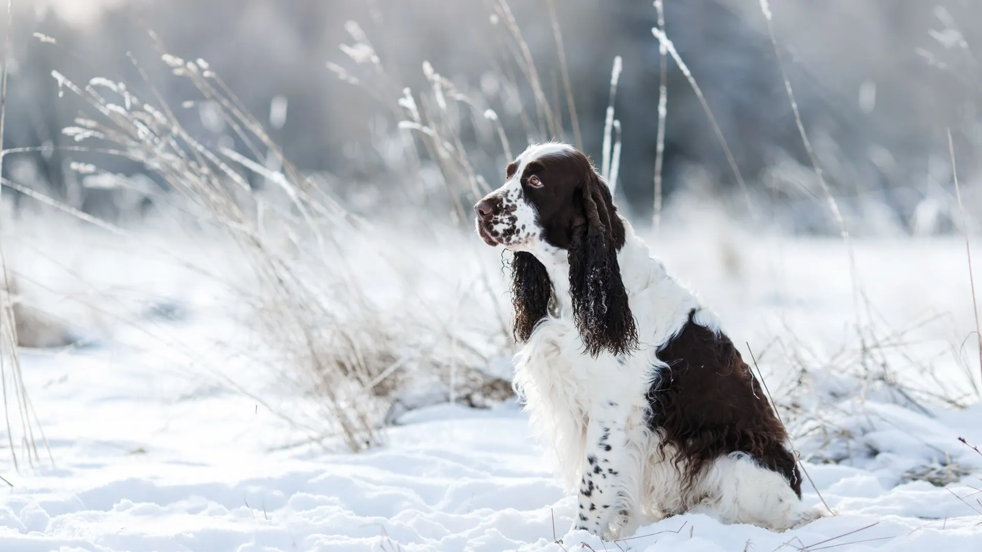 Фото: Anna Averianova / Shutterstock / Fotodom