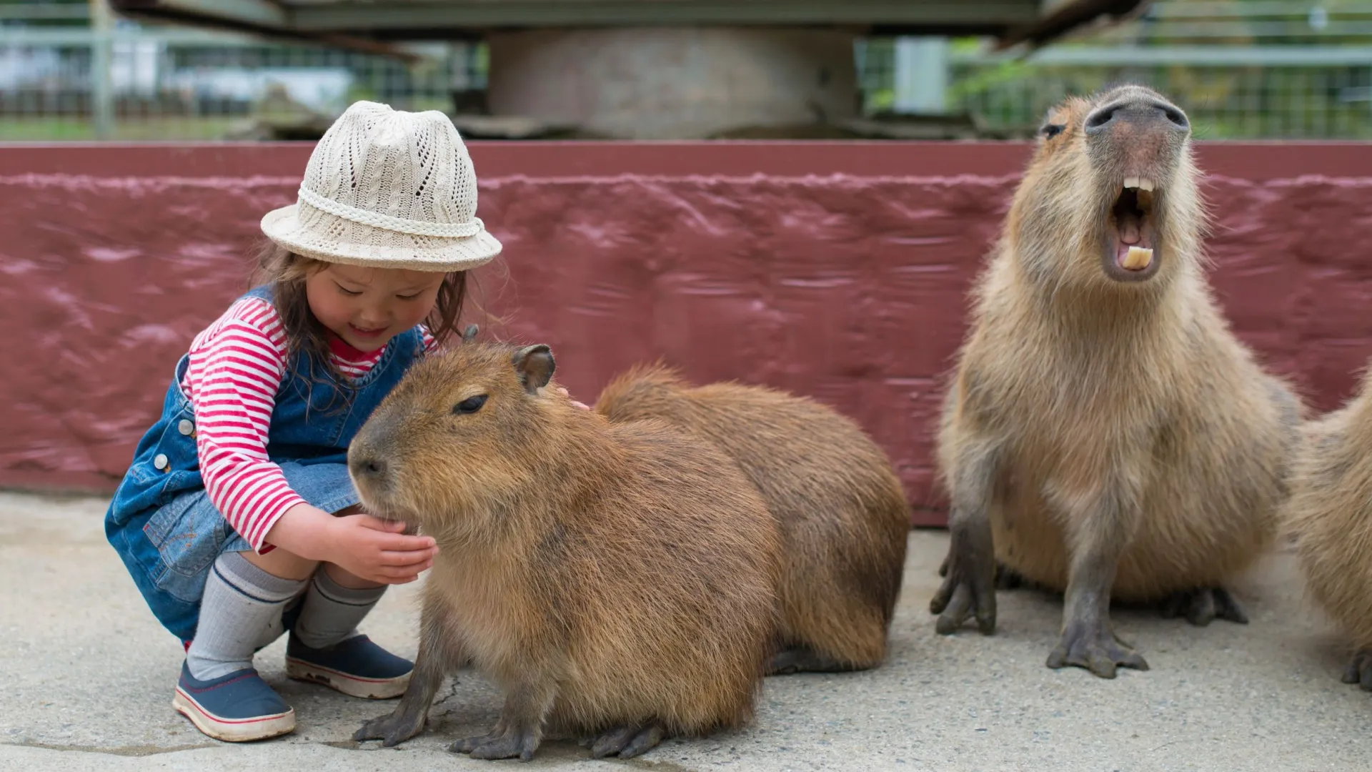 Фото: Hakase_420/Shutterstock/Fotodom